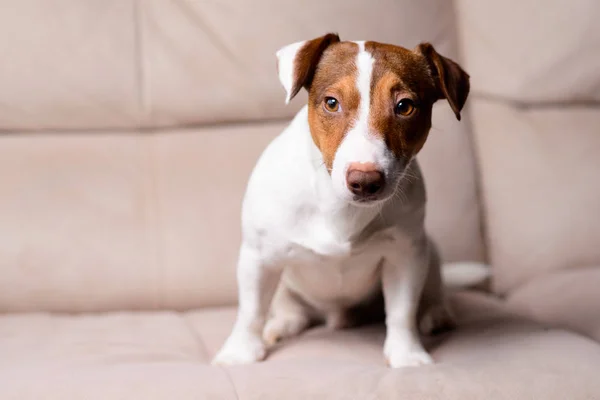 Jack Russell Terrier deitado em um sofá — Fotografia de Stock
