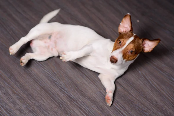 Jack Russell pes spí na podlaze, Selektivní ostření — Stock fotografie