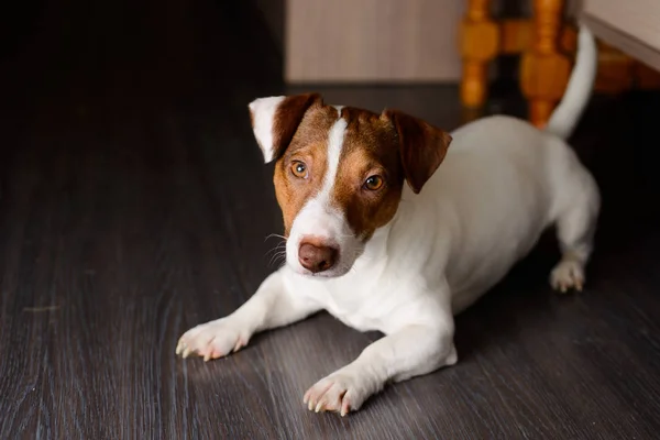 Jack Russell cão dormindo no chão, foco seletivo — Fotografia de Stock