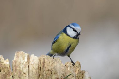 Mavi baştankara bir ağaçta oturuyor
