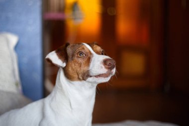Kanepe seçici odak üzerinde oturan ve etkisi aydınlatma Jack Russell köpek.