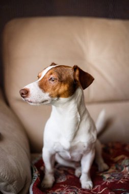 Kanepe seçici odak üzerinde oturan ve etkisi aydınlatma Jack Russell köpek.