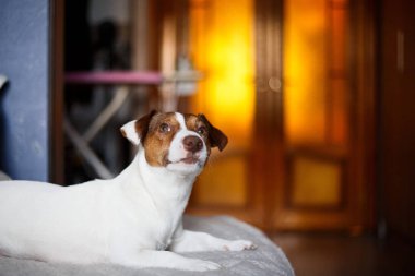 Kanepe seçici odak üzerinde oturan ve etkisi aydınlatma Jack Russell köpek.