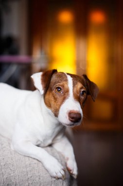 Kanepe seçici odak üzerinde oturan ve etkisi aydınlatma Jack Russell köpek.
