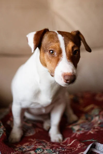 Собака Джека Рассела сидит на диване избирательный фокус и эффект освещения . — стоковое фото