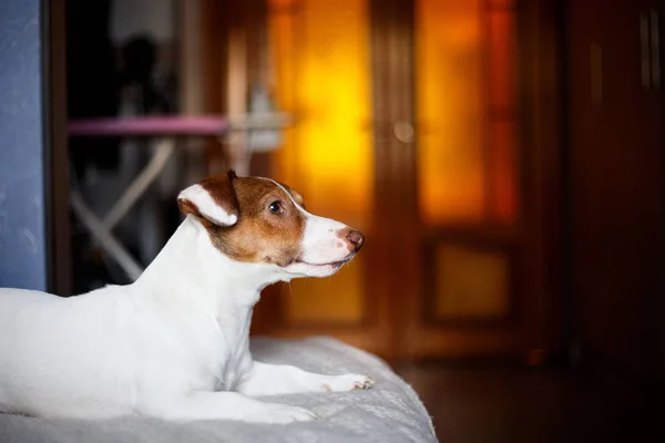 Jack Russell cão sentado no sofá foco seletivo e efeito de iluminação . — Fotografia de Stock
