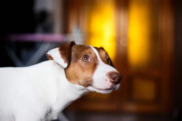 Jack Russell cão sentado no sofá foco seletivo e efeito de iluminação . — Fotografia de Stock