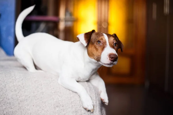 Jack Russell hond zittend op een bank selectieve aandacht en verlichting effect. — Stockfoto