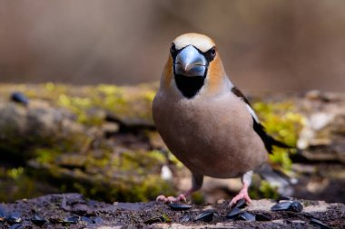 Bir ağacın üzerinde yeşil iğne erken ilkbaharda oturup kocabaş