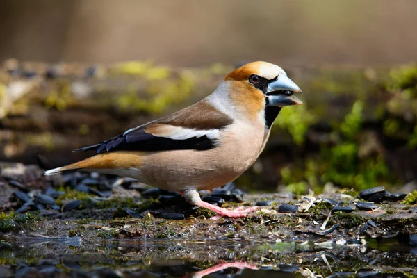 Grosbeak Που Κάθεται Ένα Δέντρο Πράσινο Βελόνες Νωρίς Την Άνοιξη — Φωτογραφία Αρχείου