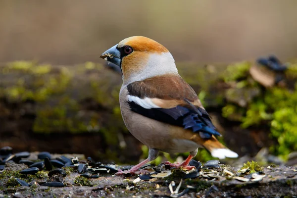 Grosbeak Που Κάθεται Ένα Δέντρο Πράσινο Βελόνες Νωρίς Την Άνοιξη — Φωτογραφία Αρχείου