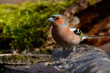 Finch 'te, ilkbaharda yeşil iğneli bir ağaçta otururken suya yansıyor.