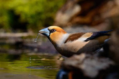 Kocabaş bir ağacın üzerinde yeşil iğne erken ilkbaharda oturup suya yansıyan
