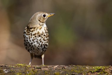Erken ilkbaharda ağaç çim ve yeşil bir arka plan ile yürümeyi mavis