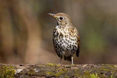 Erken ilkbaharda ağaç çim ve yeşil bir arka plan ile yürümeyi mavis