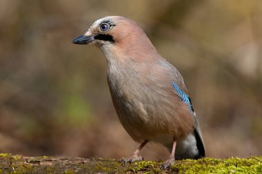 Jay erken ilkbaharda çim ve yeşil bir arka plan ile ağacında oturur
