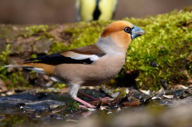 Kocabaş bir ağacın üzerinde yeşil iğne erken ilkbaharda oturup suya yansıyan