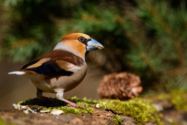 Bir ağacın üzerinde yeşil iğne erken ilkbaharda oturup kocabaş