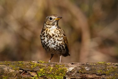 Erken ilkbaharda ağaç çim ve yeşil bir arka plan ile yürümeyi mavis