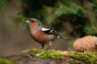 In the Finch sitting on a tree with green needles in early spring
