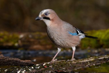 Jay erken ilkbaharda çim ve yeşil bir arka plan ile ağacında oturur