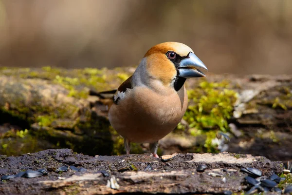 Grosbeak Sitter Ett Träd Med Gröna Nålar Tidigt Våren — Stockfoto