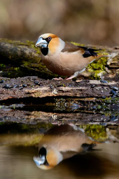 Στην Grosbeak Κάθεται Ένα Δέντρο Πράσινο Βελόνες Πρώιμη Άνοιξη Αντανακλάται — Φωτογραφία Αρχείου