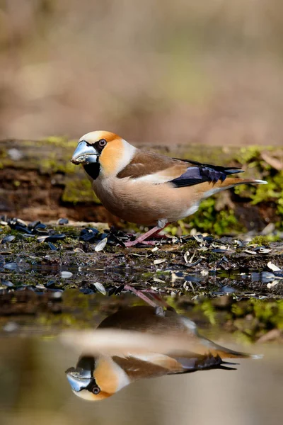 Grosbeak Återspeglas Sitter Ett Träd Med Gröna Nålar Tidigt Våren — Stockfoto