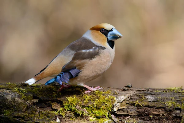 Grosbeak Που Κάθεται Ένα Δέντρο Πράσινο Βελόνες Νωρίς Την Άνοιξη — Φωτογραφία Αρχείου