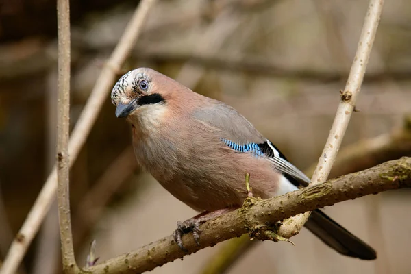 Jay Est Assis Dans Arbre Avec Herbe Fond Vert Début — Photo