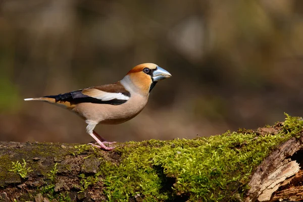 Grosbeak Που Κάθεται Ένα Δέντρο Πράσινο Βελόνες Νωρίς Την Άνοιξη — Φωτογραφία Αρχείου