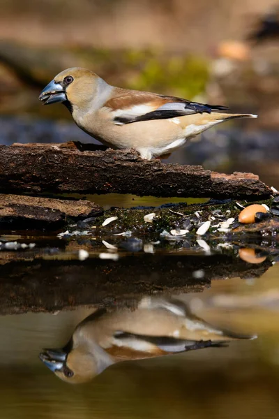 Grosbeak Återspeglas Sitter Ett Träd Med Gröna Nålar Tidigt Våren — Stockfoto