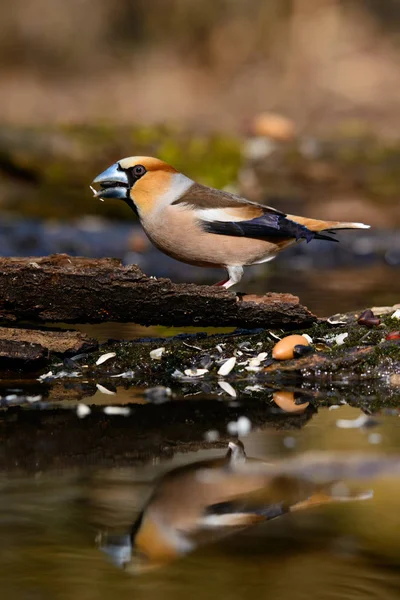 Grosbeak Sitting Tree Green Needles Early Spring Reflected Water — Stock Photo, Image