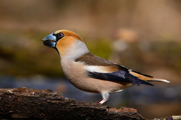 Grosbeak Που Κάθεται Ένα Δέντρο Πράσινο Βελόνες Νωρίς Την Άνοιξη — Φωτογραφία Αρχείου