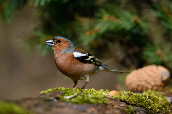 Zeitigen Frühling Auf Einem Baum Sitzend Mit Grünen Nadeln — Stockfoto