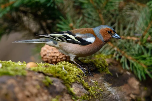 Den Finch Som Sitter Ett Träd Med Gröna Nålar Tidigt — Stockfoto