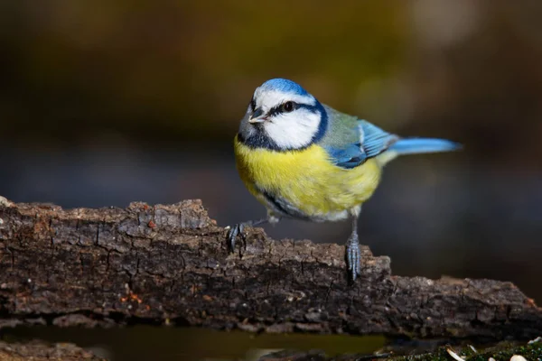 Blaumeisen Sitzen Zeitigen Frühling Auf Einem Baum — Stockfoto