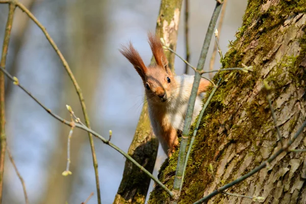 Ekorren Kommer Ner Trädstammen Skogen Tidigt Våren — Stockfoto