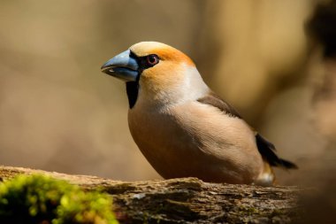 Bir ağaç gövdesinde oturan kocabaş .