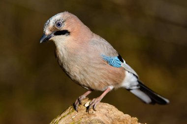 Bir ağaç gövdesinde oturan Jay bahar