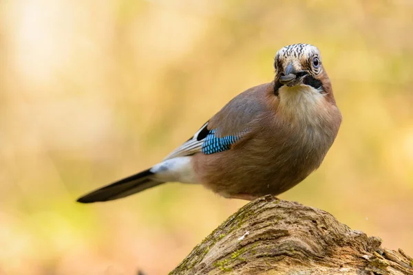 Jay spring sitting on a tree trunk — Stock Photo, Image