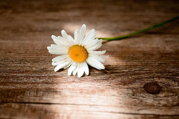 Chamomile flowers on wooden garden table. Top view with copy space — Stock Photo, Image