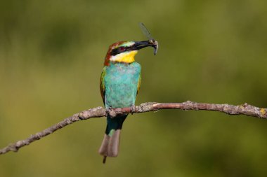 Gaga güzel bir arka plan üzerinde yusufçuk ile Avrupa arı kuşugiller