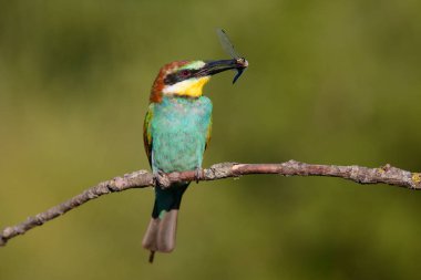 Gaga güzel bir arka plan üzerinde yusufçuk ile Avrupa arı kuşugiller