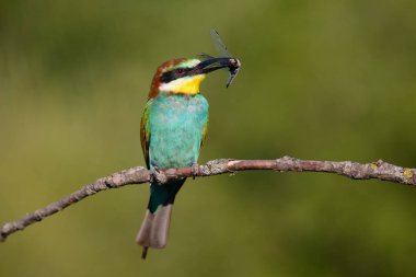 Gaga güzel bir arka plan üzerinde yusufçuk ile Avrupa arı kuşugiller
