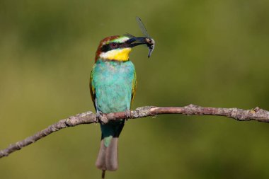 Gaga güzel bir arka plan üzerinde yusufçuk ile Avrupa arı kuşugiller