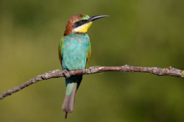 dal Avrupa arı kuşugiller