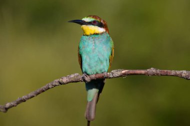 dal Avrupa arı kuşugiller