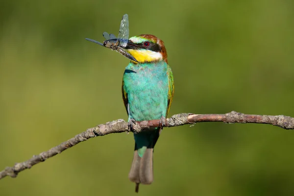 Apicultor europeo con libélula en el pico sobre un hermoso fondo —  Fotos de Stock