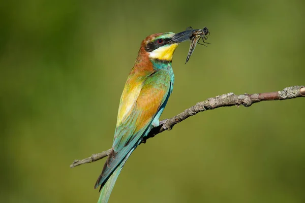 Apicultor europeo con libélula en el pico sobre un hermoso fondo —  Fotos de Stock